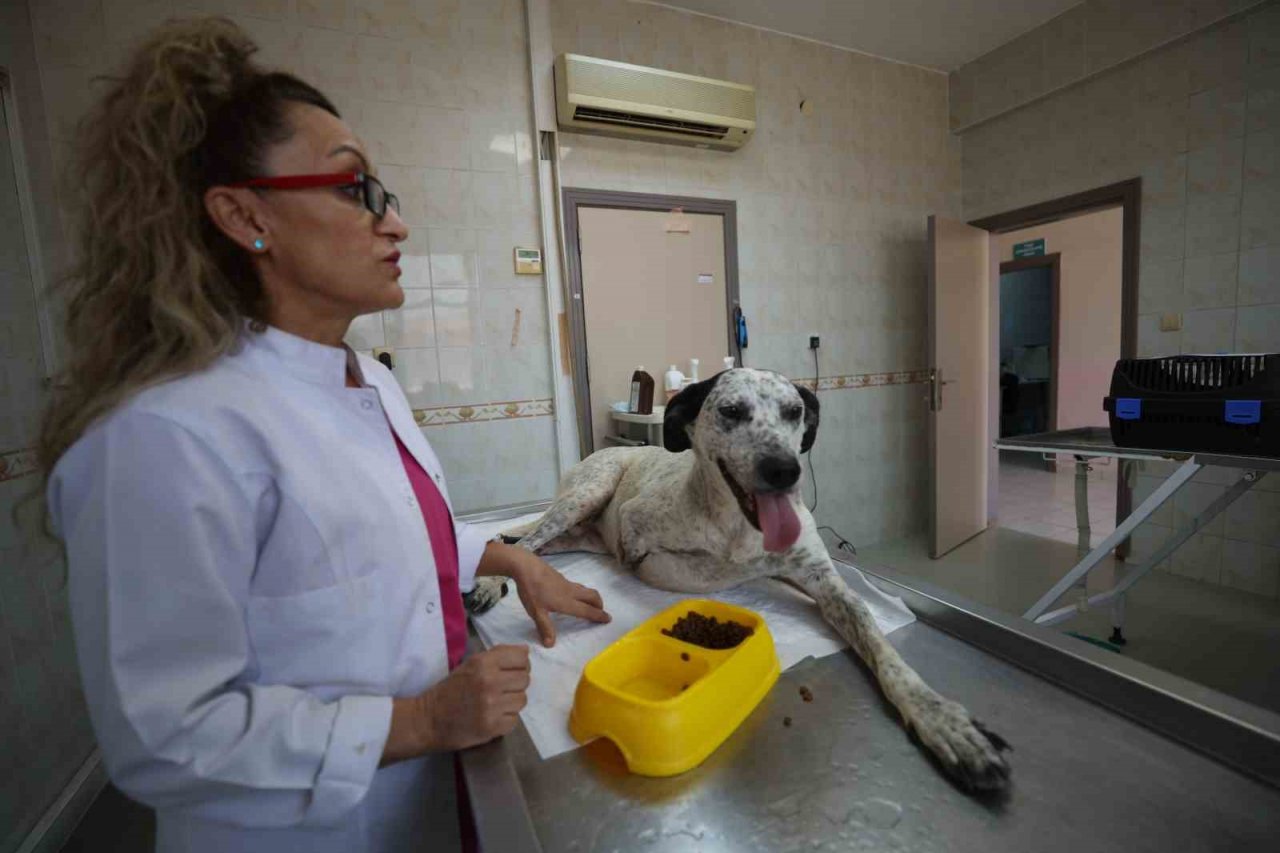 Protez patili ‘Benek’ yürümeye başladı