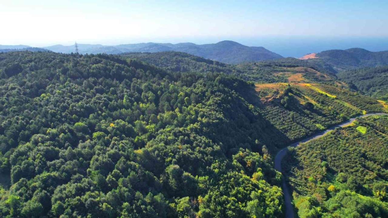 Zonguldak ormanları yazın son günlerini yaşıyor