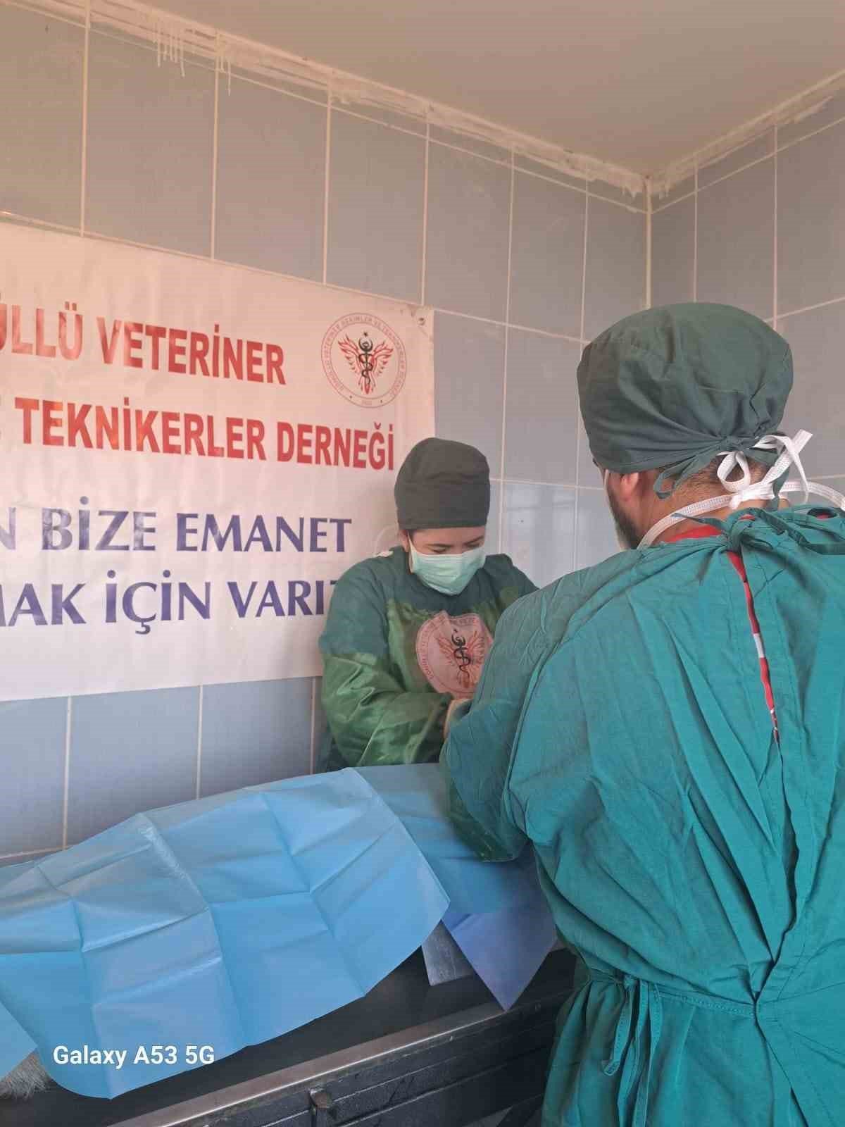 Barınaktaki hayvanları kısırlaştırıp bakımını yaptılar