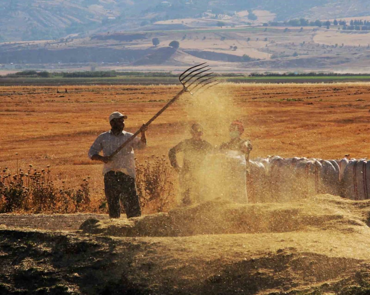 Kahramanmaraş’ta buğday hasadı hem geleneksel hem de teknolojik yöntemlerle başladı