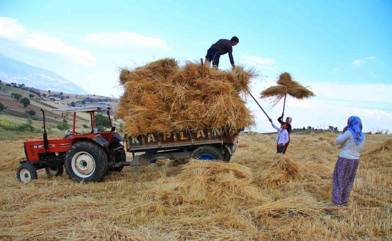 Kahramanmaraş’ta buğday hasadı hem geleneksel hem de teknolojik yöntemlerle başladı