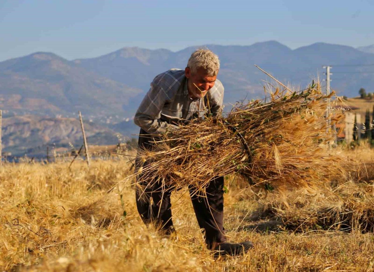 Kahramanmaraş’ta buğday hasadı hem geleneksel hem de teknolojik yöntemlerle başladı