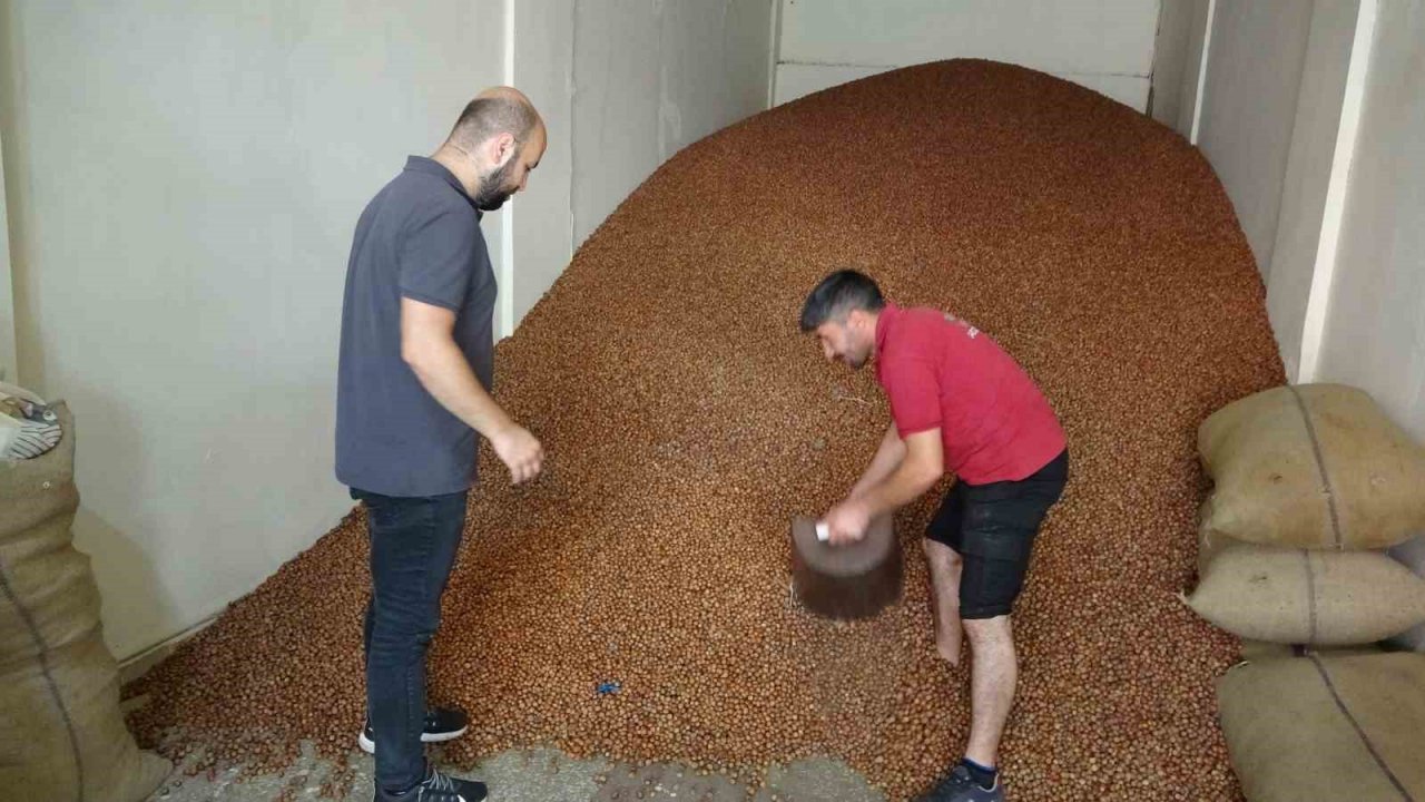 Türkiye, son 10 yılda fındık ihracatından 20 milyar doların üzerinde döviz girdisi sağladı