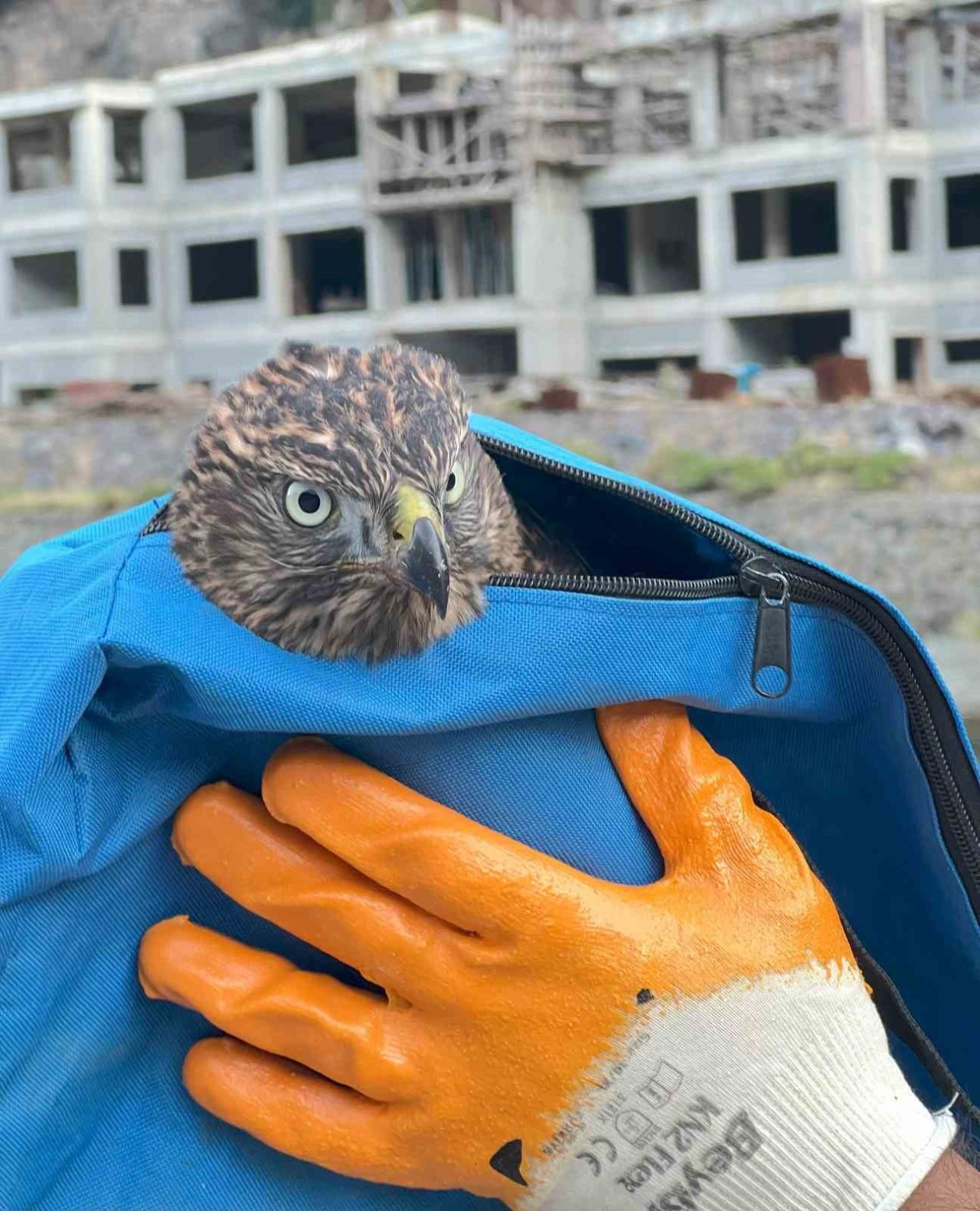 Artvin’de yaralı atmaca tedavisi için Milli Parklar yetkililerine teslim edildi