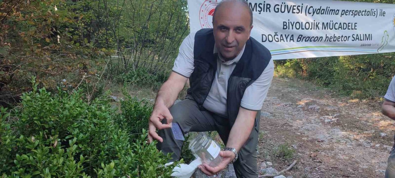 Ormanlarda şimşir güvesi zararlısı ile mücadelede olumlu sonuçlar alındı