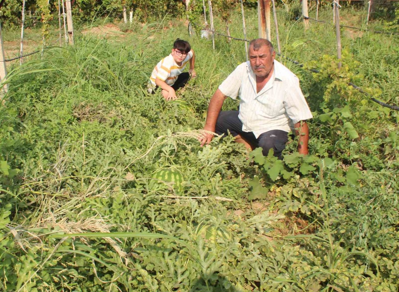 Manisalı çiftçi üzüm bağında 30 kiloluk karpuz yetiştirdi