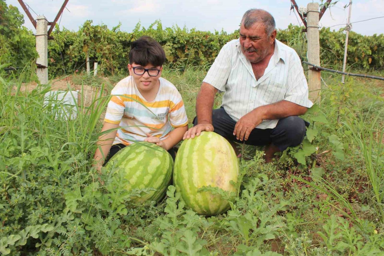 Manisalı çiftçi üzüm bağında 30 kiloluk karpuz yetiştirdi