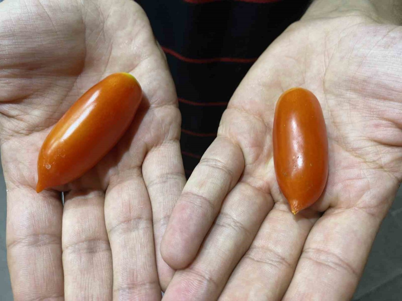 Elazığ’da biber görünümlü domatesler ilgi görüyor