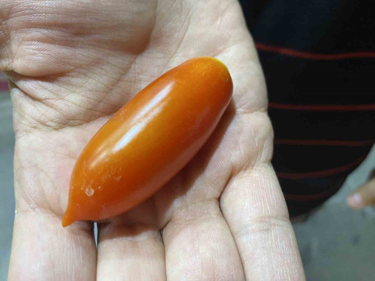 Elazığ’da biber görünümlü domatesler ilgi görüyor