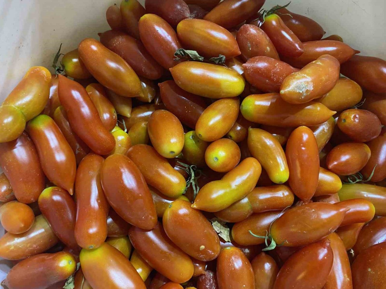 Elazığ’da biber görünümlü domatesler ilgi görüyor