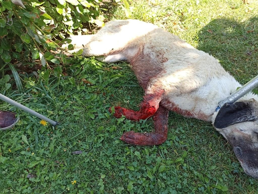 Tüfekle vurulduğu iddia edilen köpek kanlar içinde bulundu