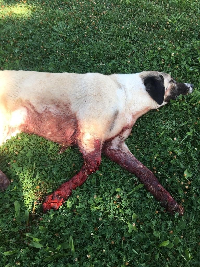 Tüfekle vurulduğu iddia edilen köpek kanlar içinde bulundu