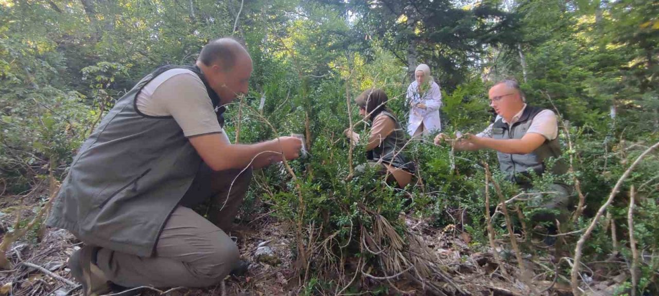 Ormanlarda şimşir güvesi zararlısı ile mücadelede olumlu sonuçlar alındı