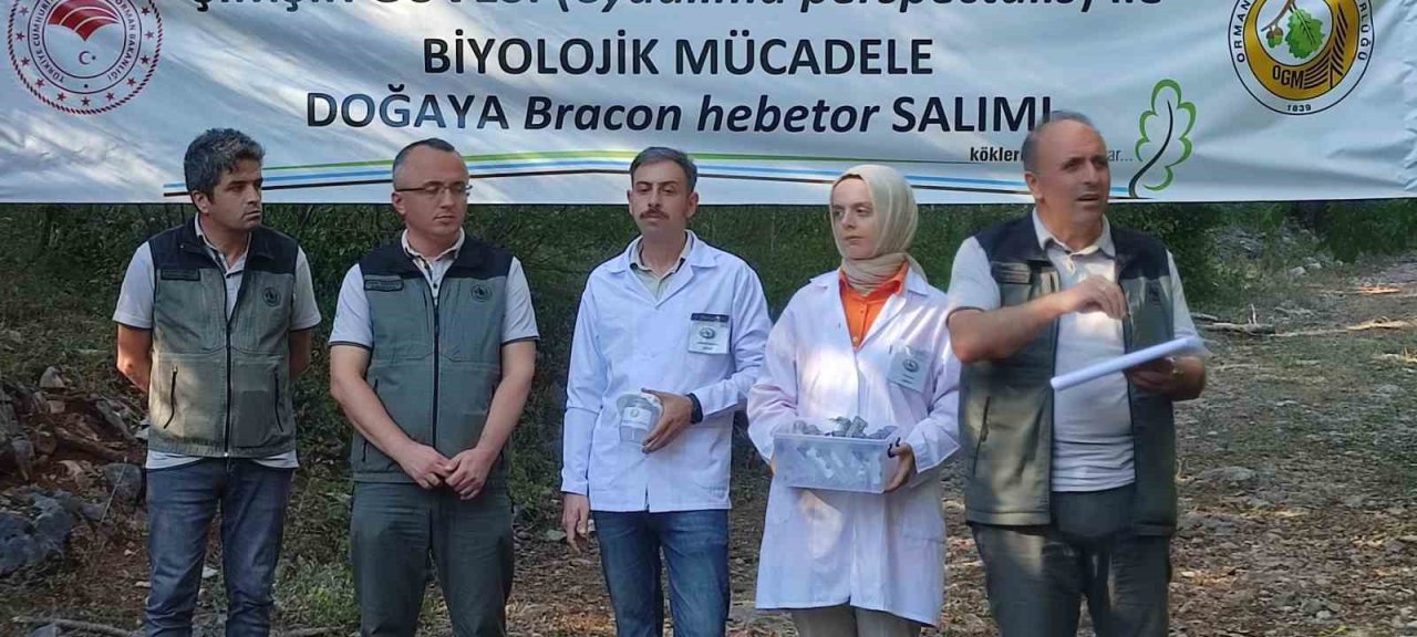 Ormanlarda şimşir güvesi zararlısı ile mücadelede olumlu sonuçlar alındı