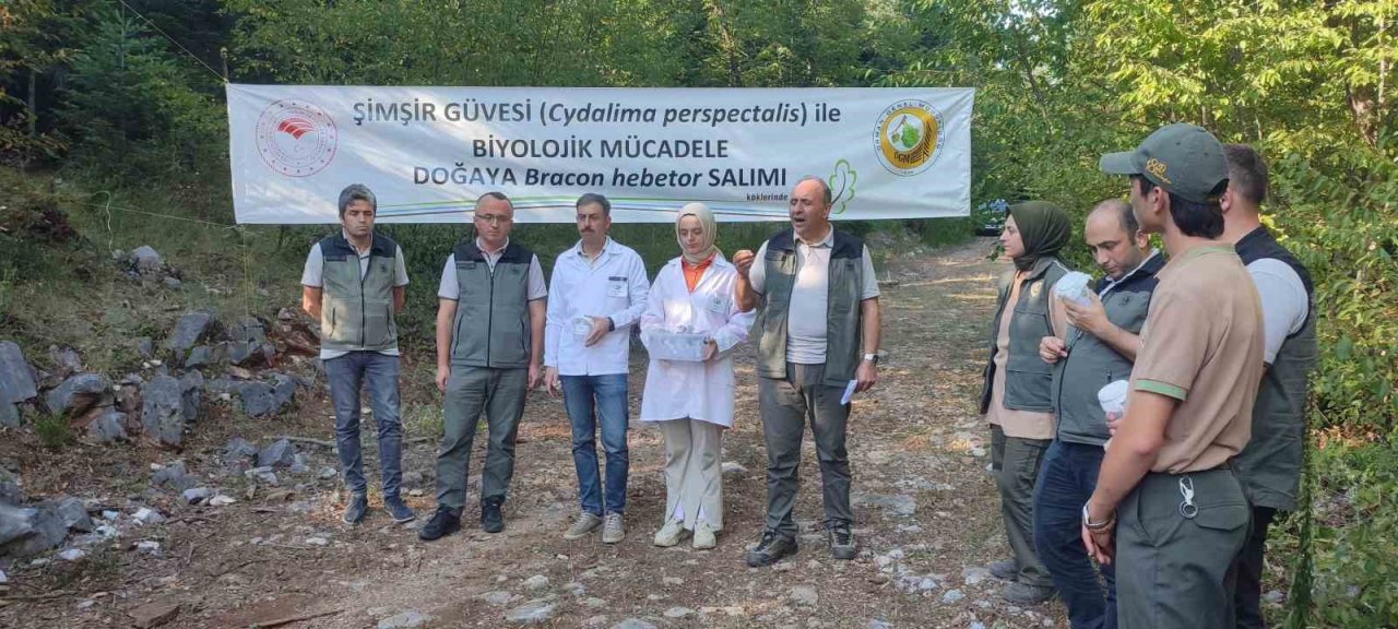 Ormanlarda şimşir güvesi zararlısı ile mücadelede olumlu sonuçlar alındı