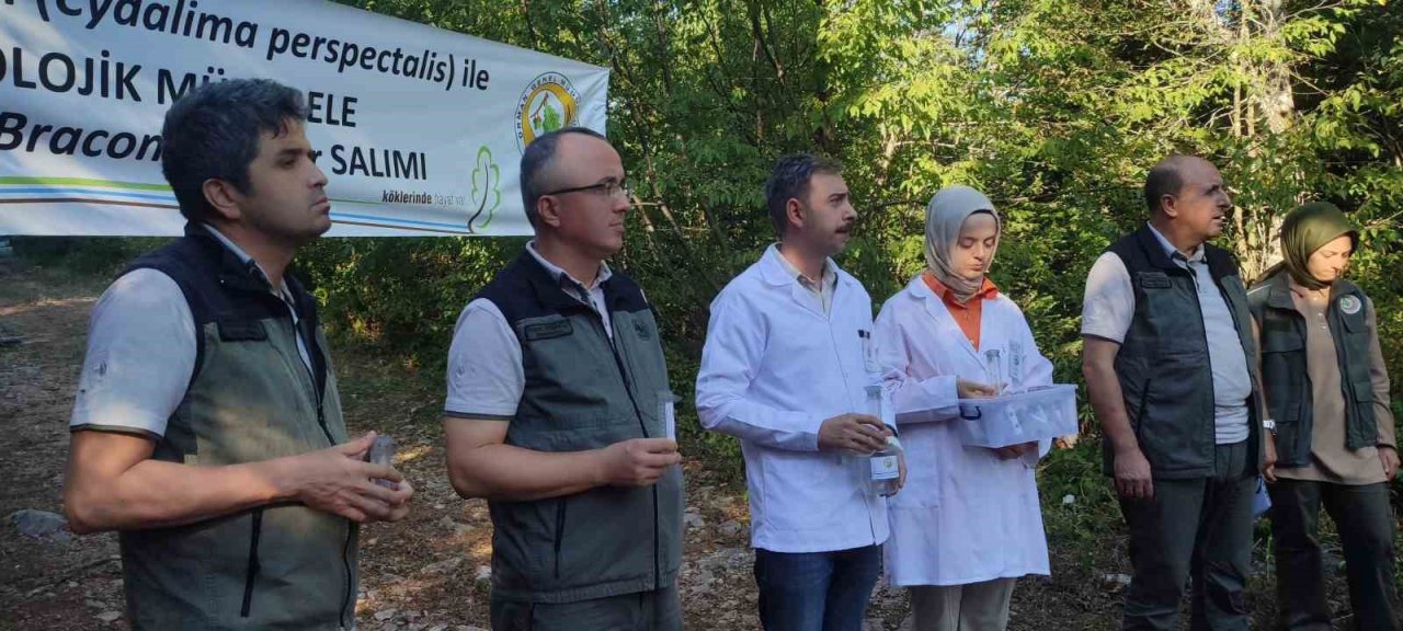 Ormanlarda şimşir güvesi zararlısı ile mücadelede olumlu sonuçlar alındı