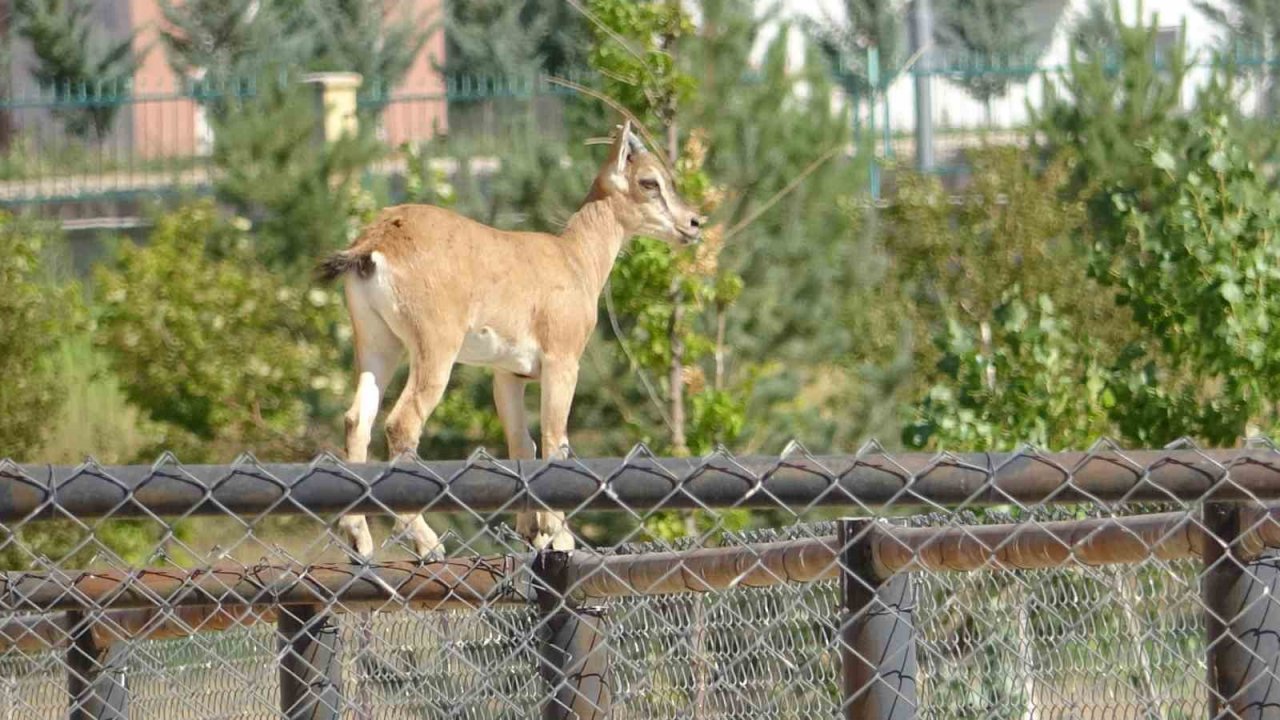 Yavru yaban keçisi süt annesinden ayrılıyor