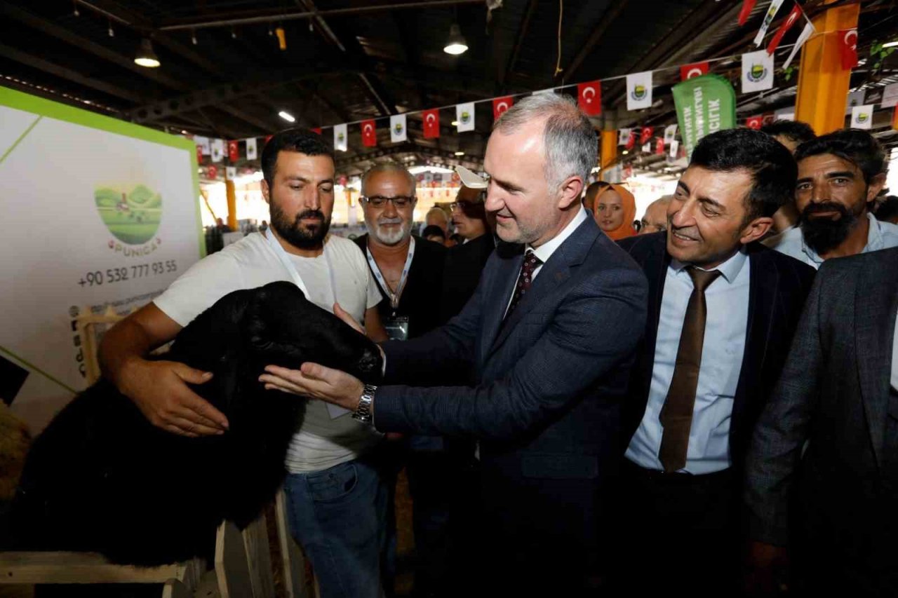 Küçükbaş hayvancılık festivali için geri sayım başladı