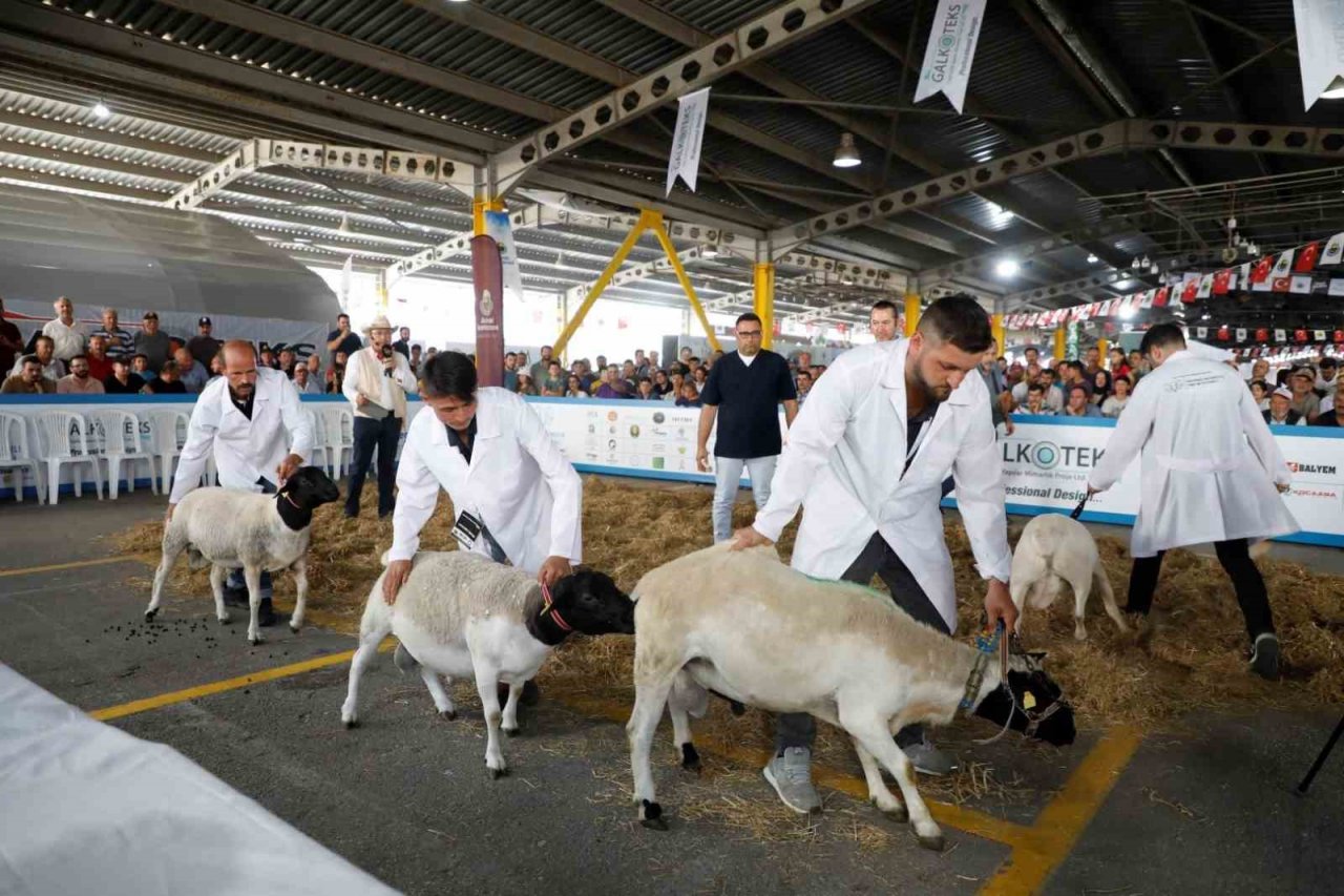 Küçükbaş hayvancılık festivali için geri sayım başladı