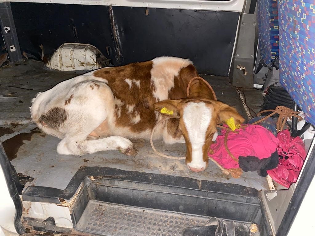 Jandarma büyükbaş hayvan hırsızlarını yakaladı