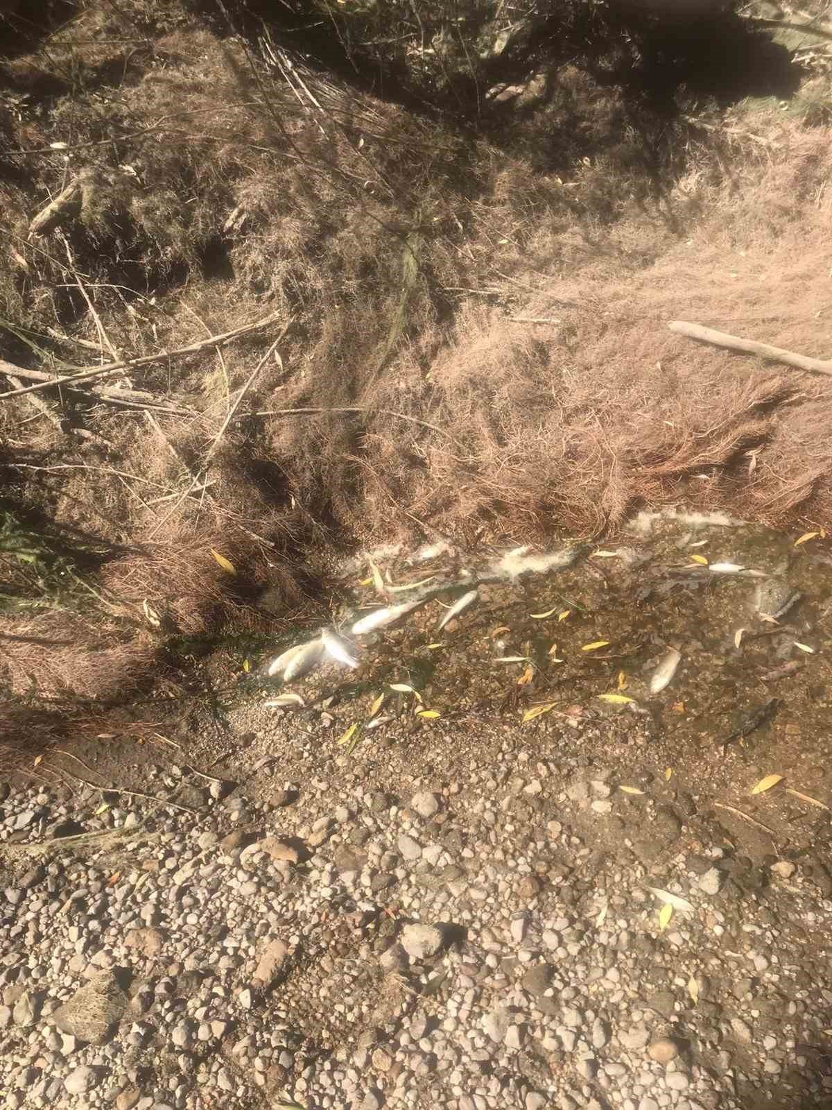 DSİ kapakları kapattı balıklar öldü