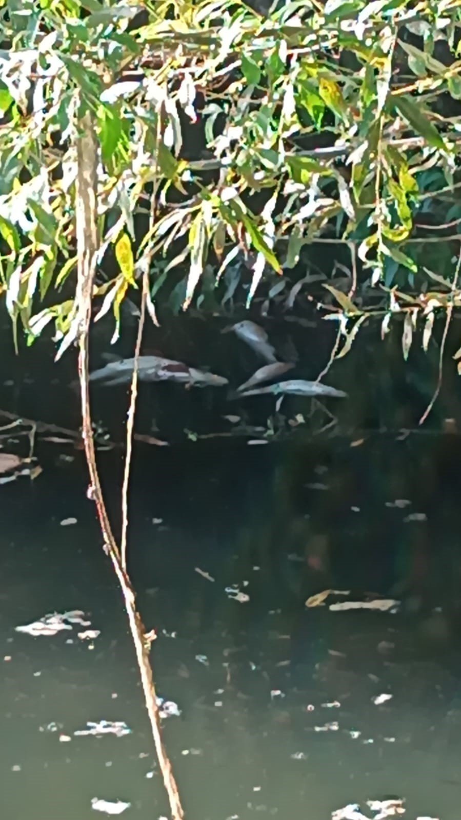 DSİ kapakları kapattı balıklar öldü