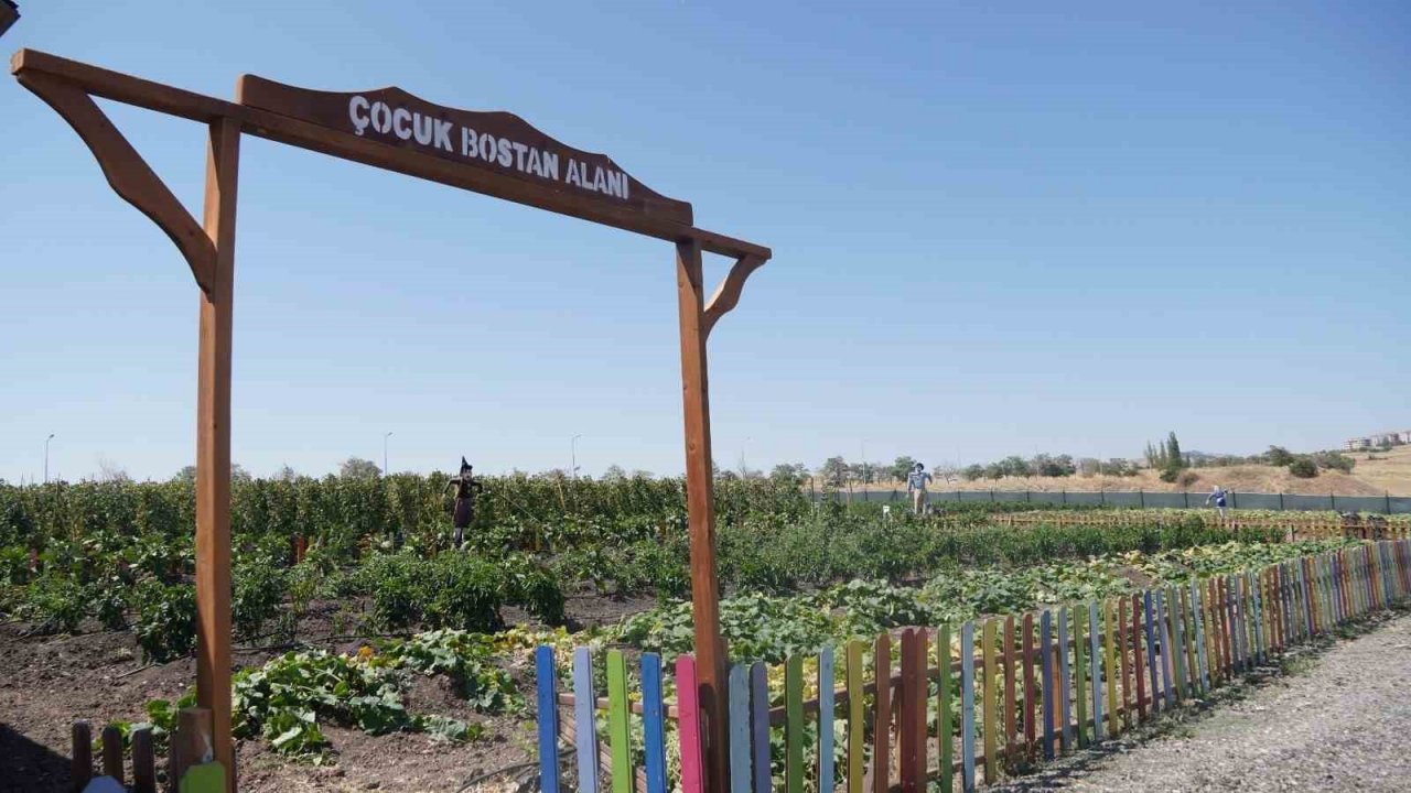 Ata tohumunu bereketlendiren bostan Keçiören’de