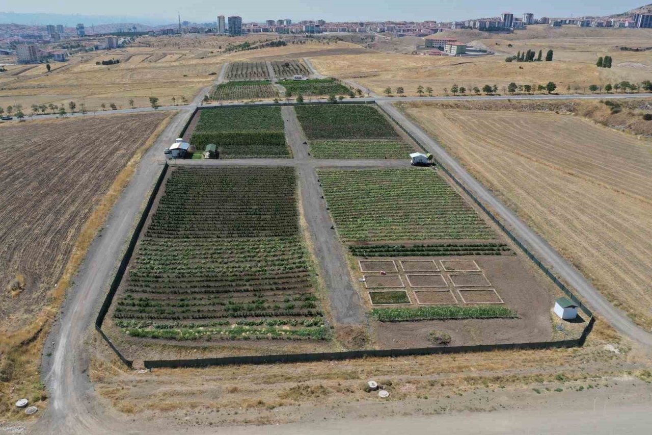 Ata tohumunu bereketlendiren bostan Keçiören’de