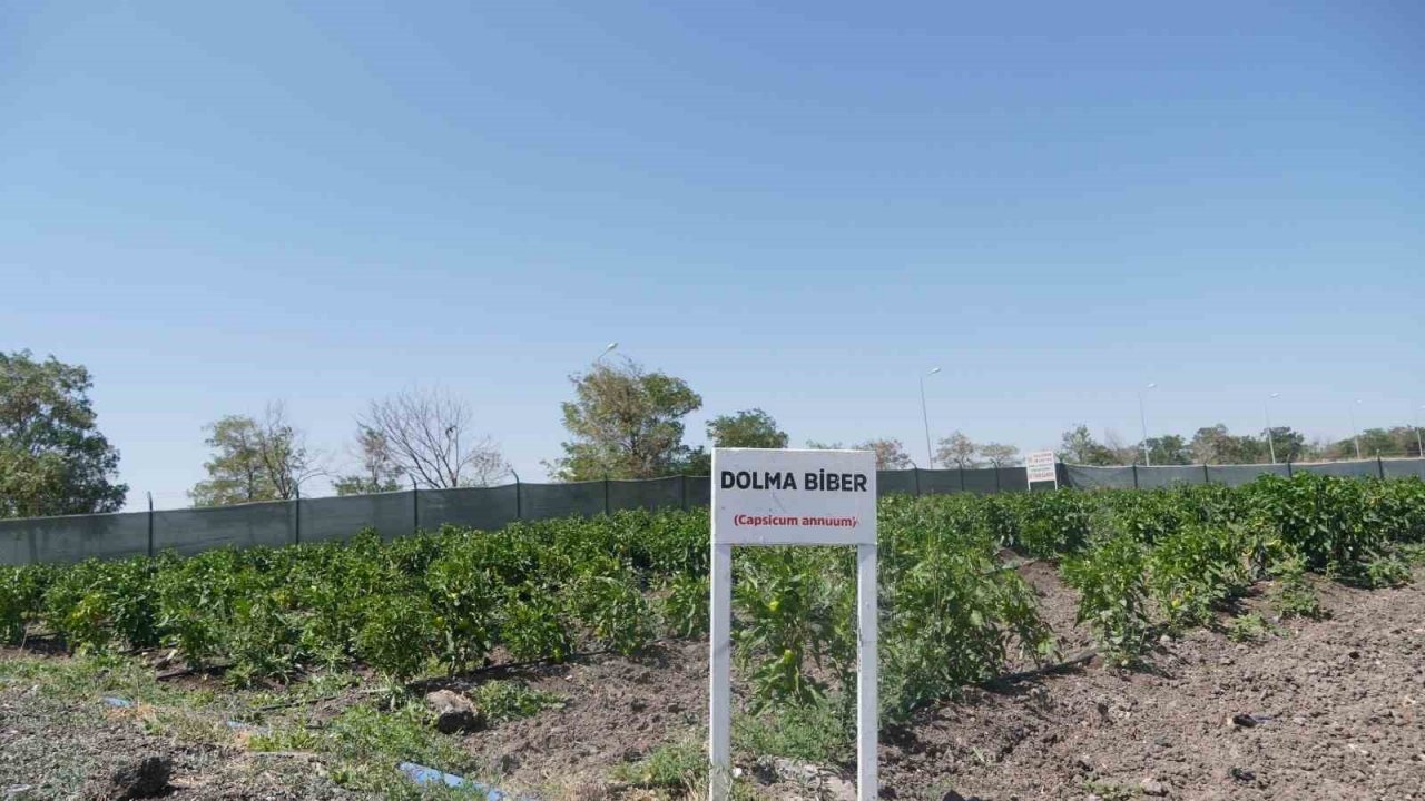 Ata tohumunu bereketlendiren bostan Keçiören’de