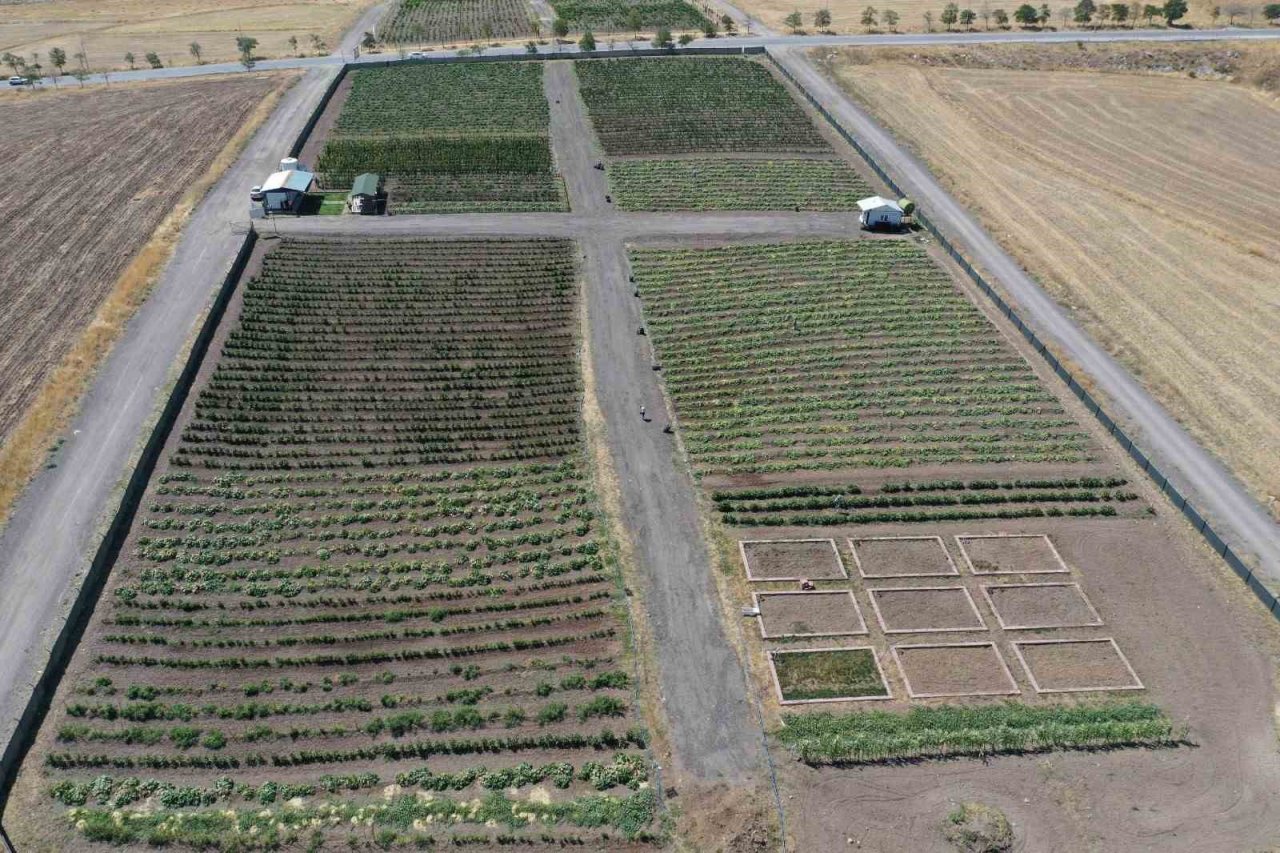 Ata tohumunu bereketlendiren bostan Keçiören’de