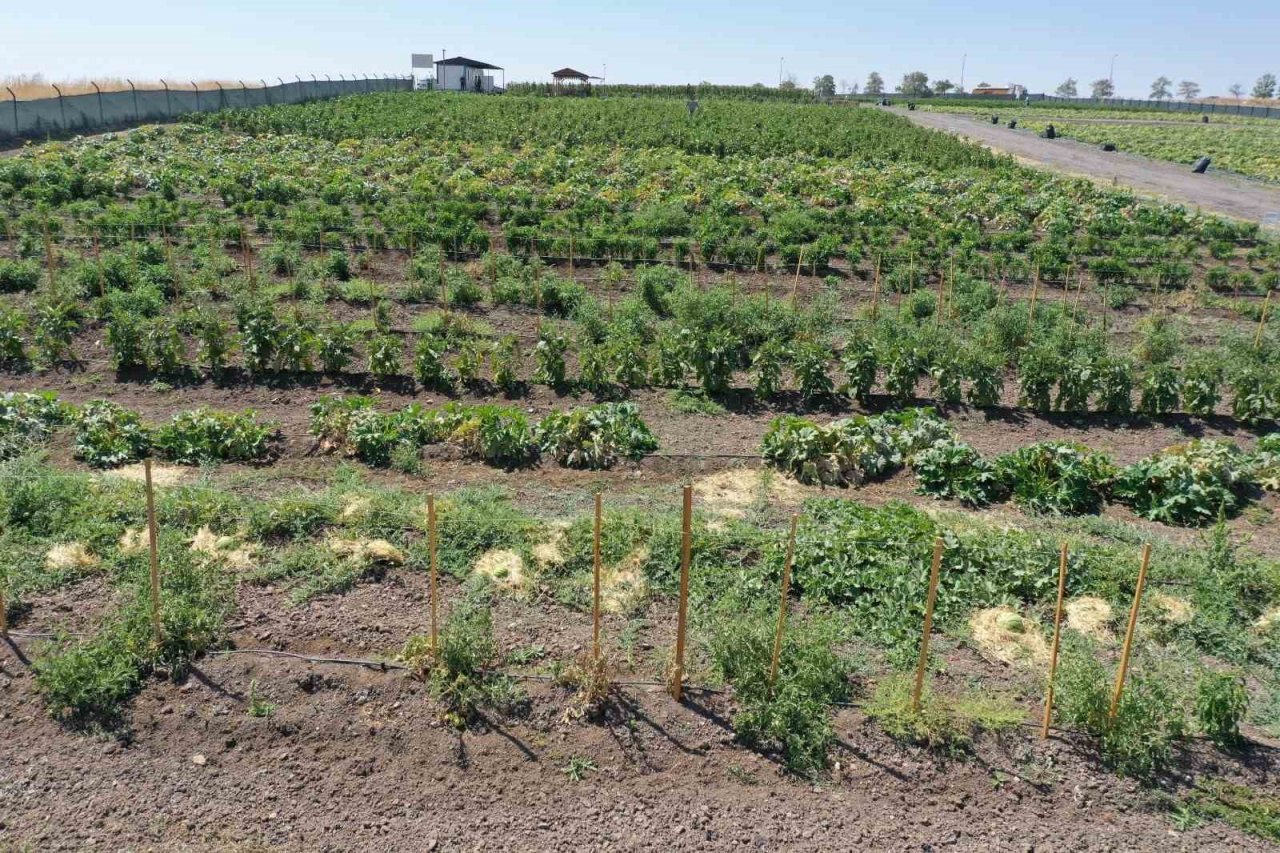 Ata tohumunu bereketlendiren bostan Keçiören’de
