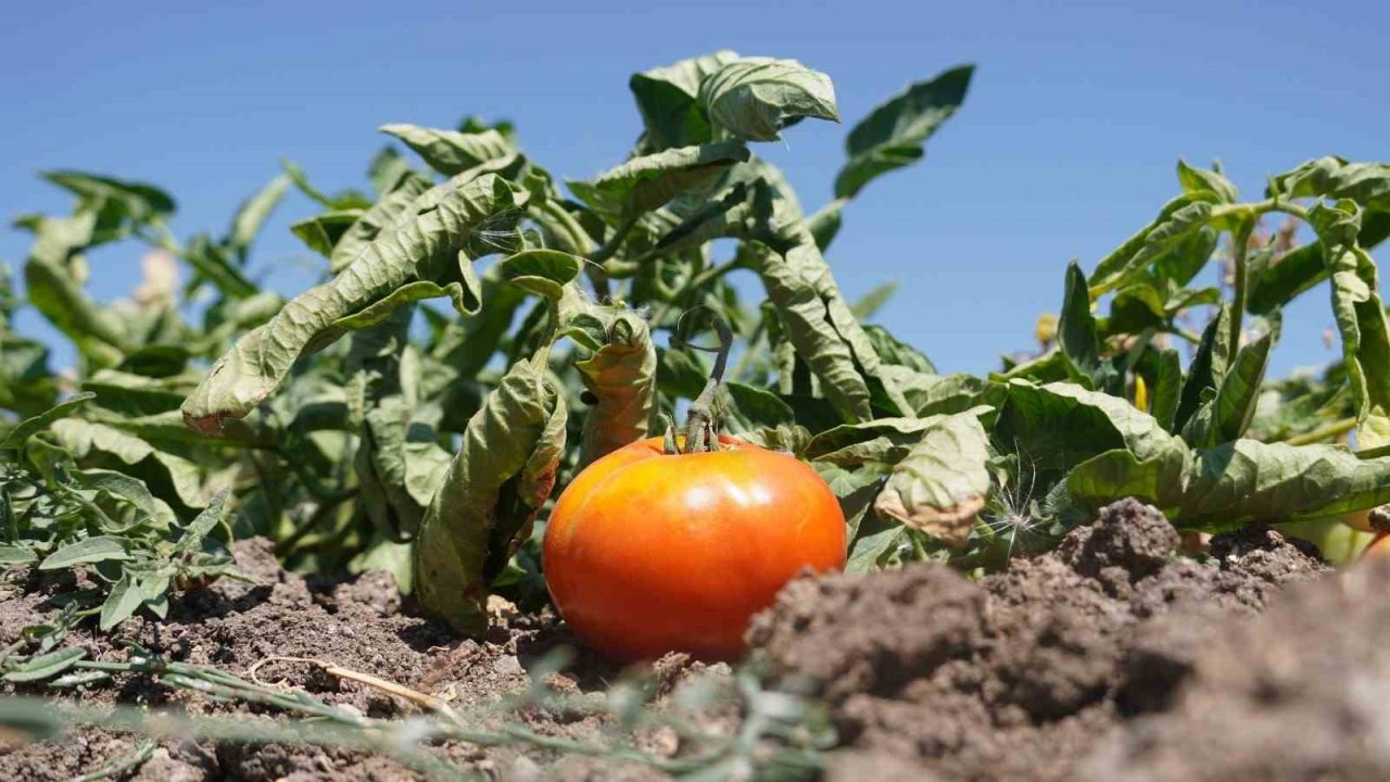 Ata tohumunu bereketlendiren bostan Keçiören’de
