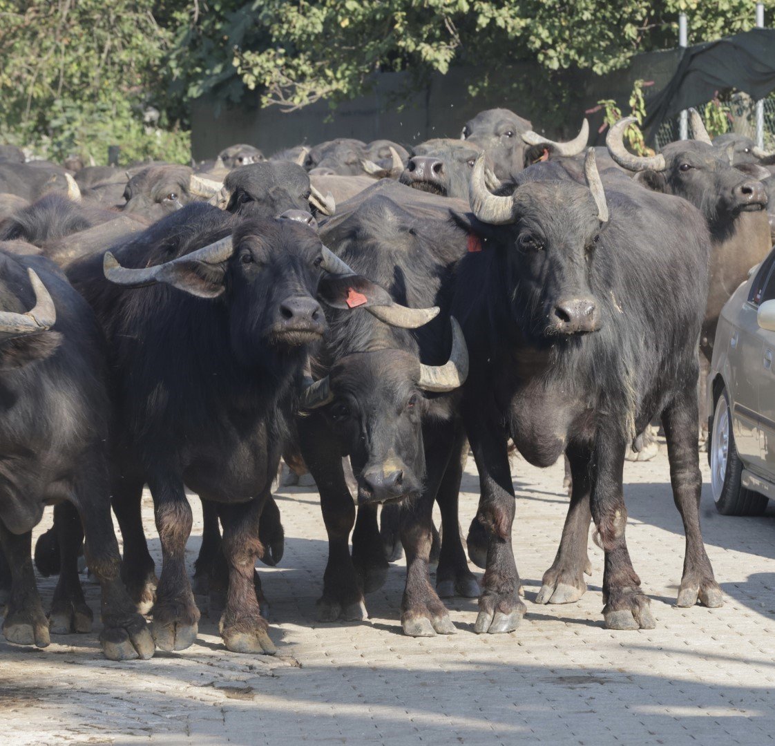 Kocaeli’de üreticilere damızlık manda boğası desteği