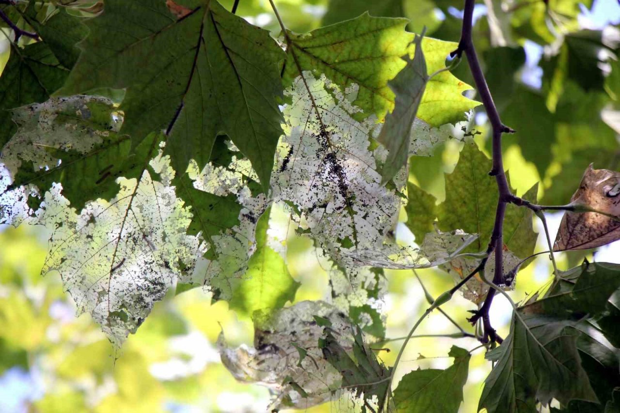 Amerikan beyaz kelebeği istilası