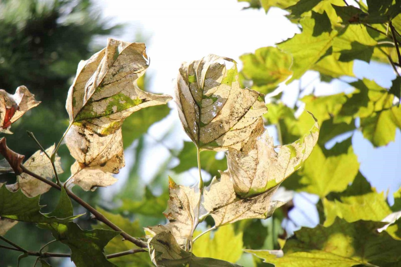 Amerikan beyaz kelebeği istilası