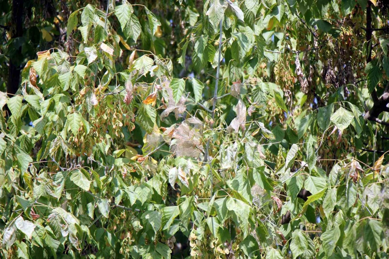 Amerikan beyaz kelebeği istilası