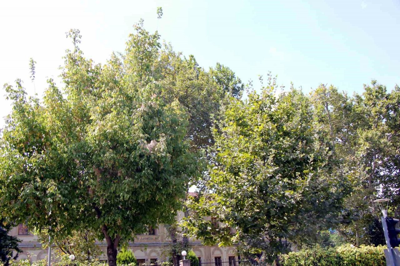 Amerikan beyaz kelebeği istilası