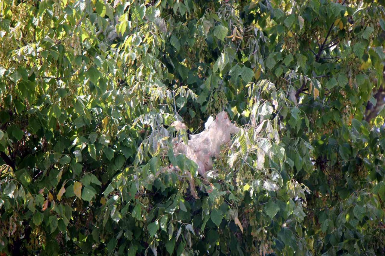 Amerikan beyaz kelebeği istilası