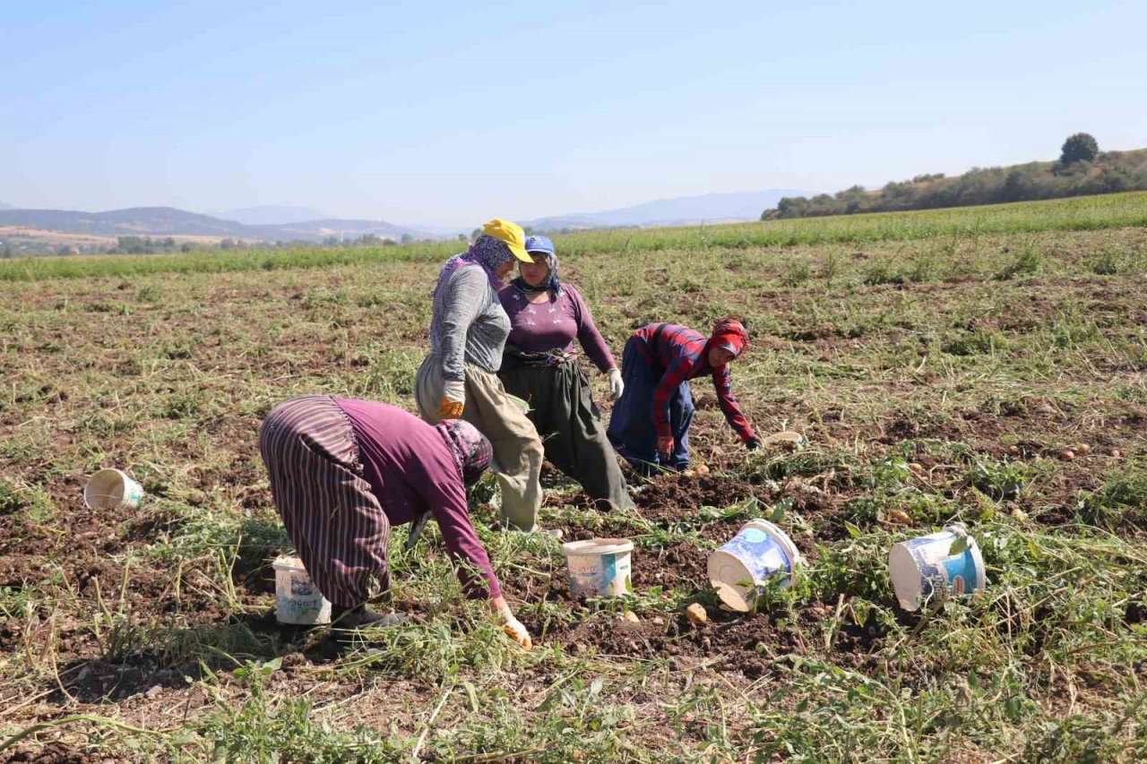 Patates diyarı Bolu’da hasat başladı