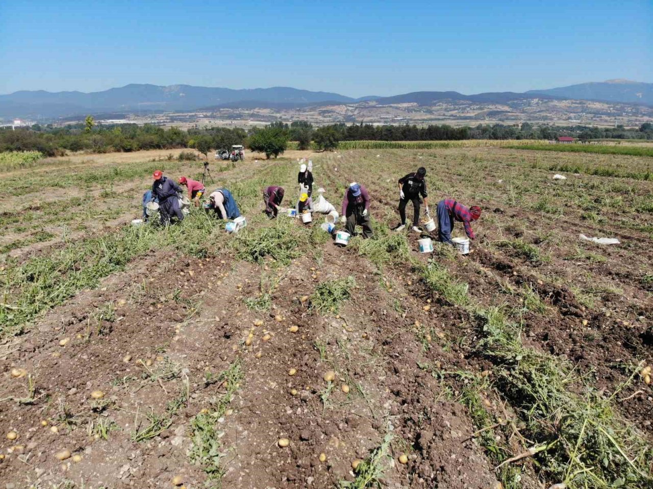 Patates diyarı Bolu’da hasat başladı