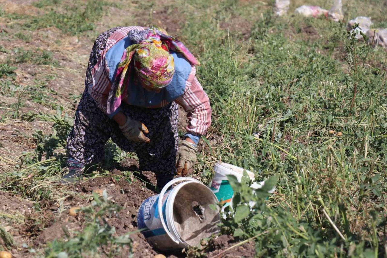 Patates diyarı Bolu’da hasat başladı