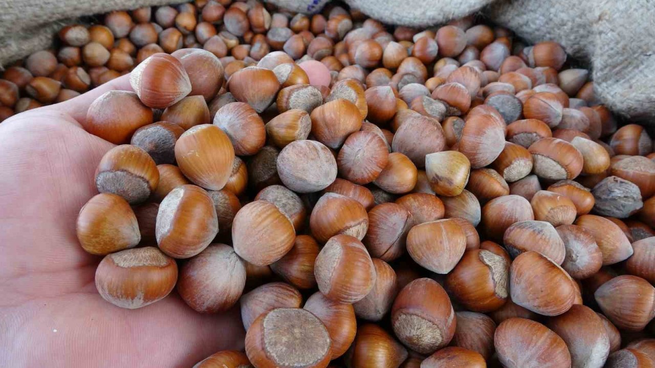 TMO Ordu’da fındık alımlarına başladı: İlk fındık 90 liradan satıldı