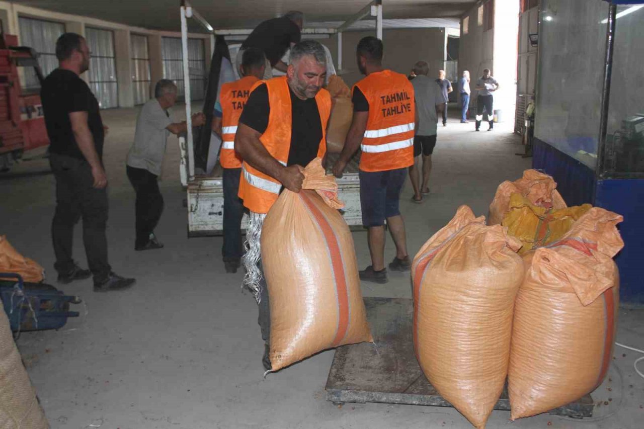 TMO Ordu’da fındık alımlarına başladı: İlk fındık 90 liradan satıldı