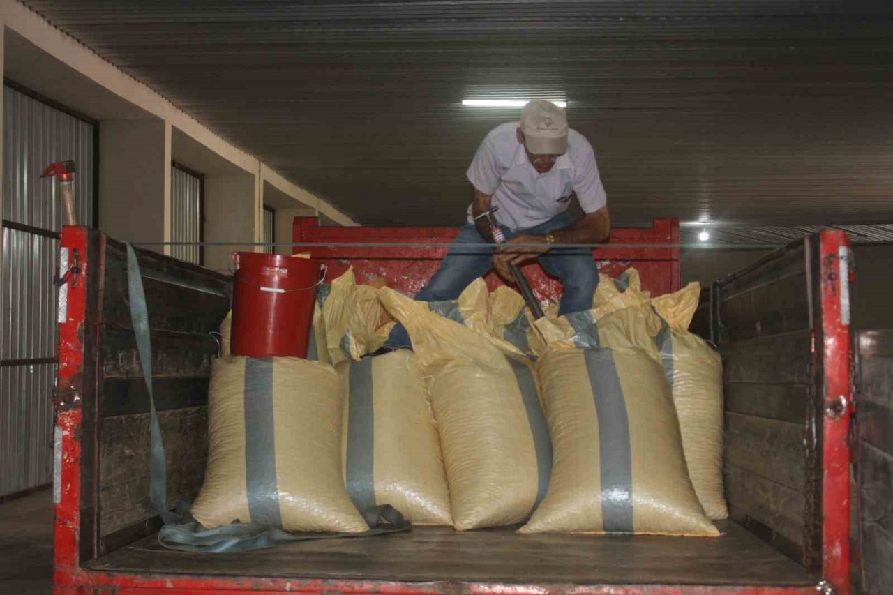 TMO Ordu’da fındık alımlarına başladı: İlk fındık 90 liradan satıldı