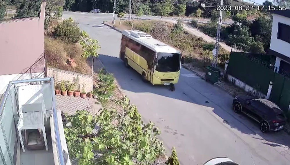 Tuzla’da özel halk otobüsü yolda yatan köpeği ezdi