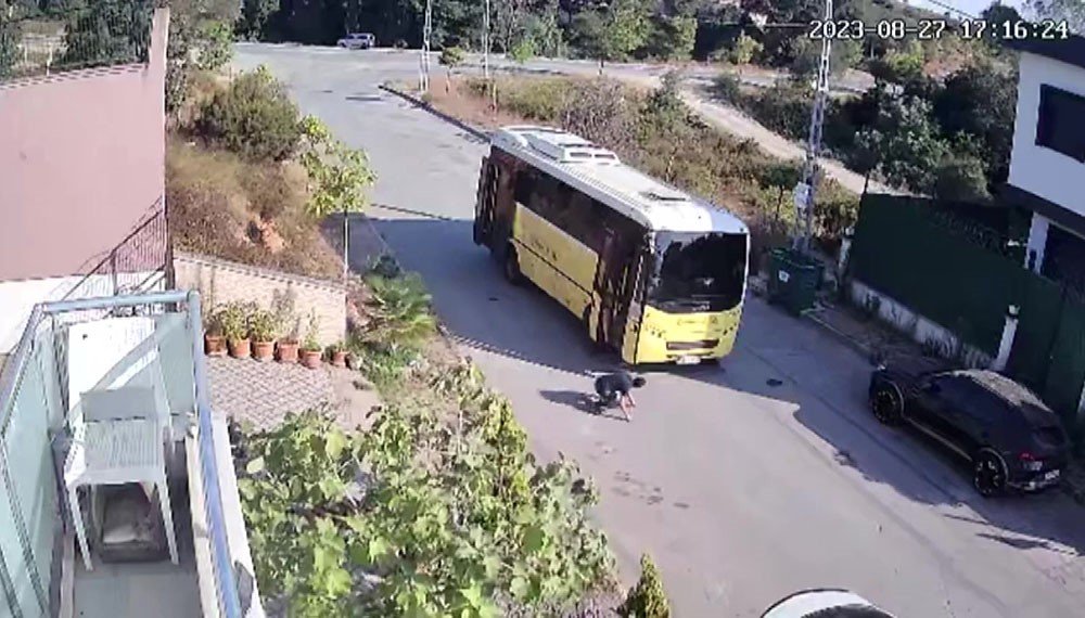 Tuzla’da özel halk otobüsü yolda yatan köpeği ezdi