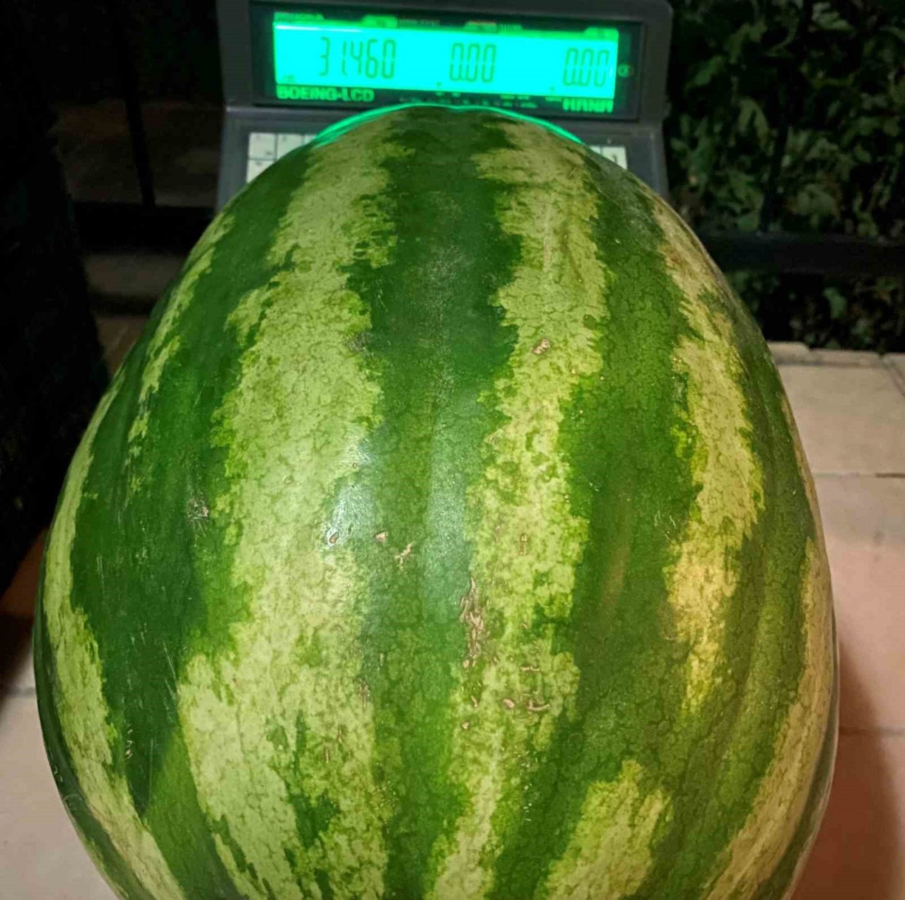 Manisalı çiftçi üzüm bağında 30 kiloluk karpuz yetiştirdi