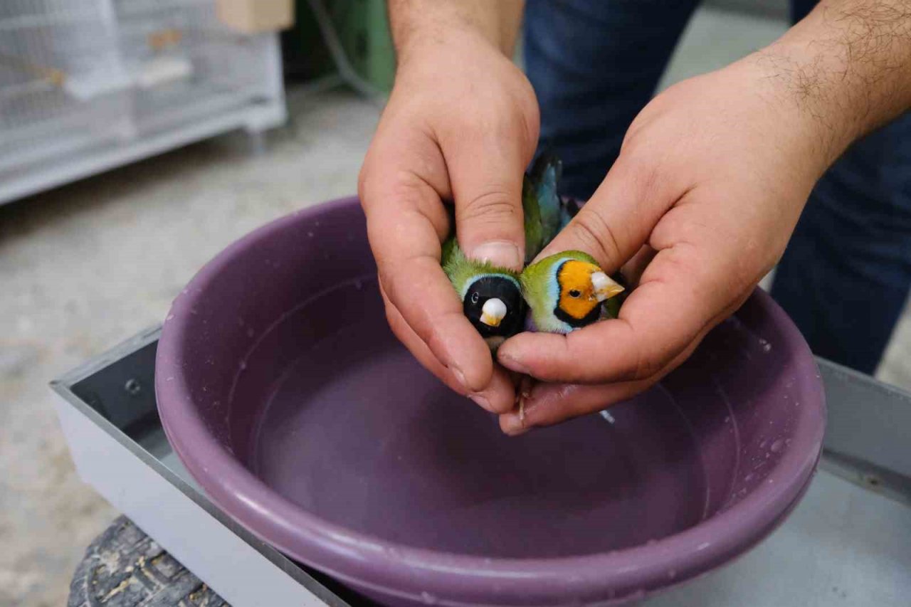 Aşırı sıcaklarda egzotik kuşlar günde 2 kez banyo yaptırılıyor