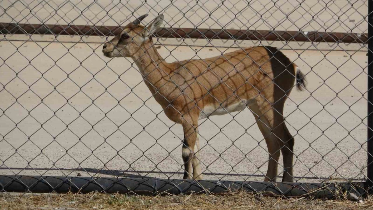 Yavru yaban keçisi süt annesinden ayrılıyor