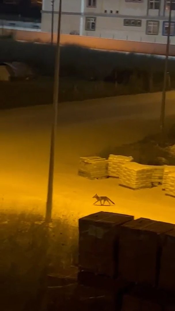 Yalova’da kent merkezine inen tilkiler kameralarda